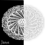 Doily 6